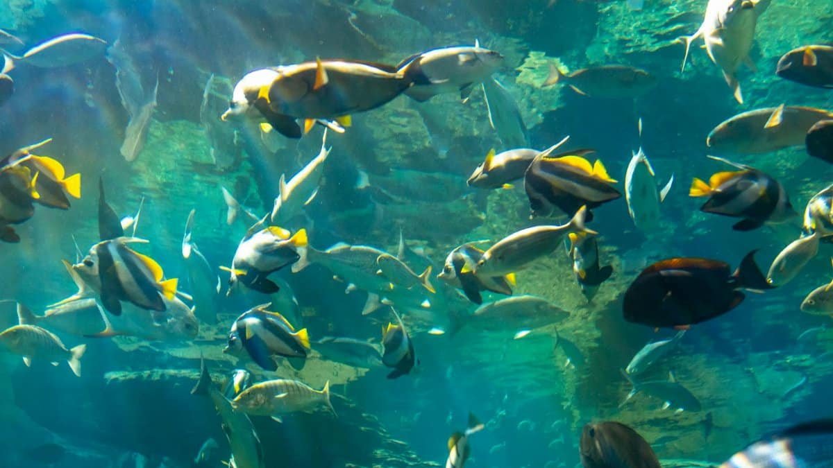 Colorful tropical fish swimming in an aquarium showcasing diverse marine life.