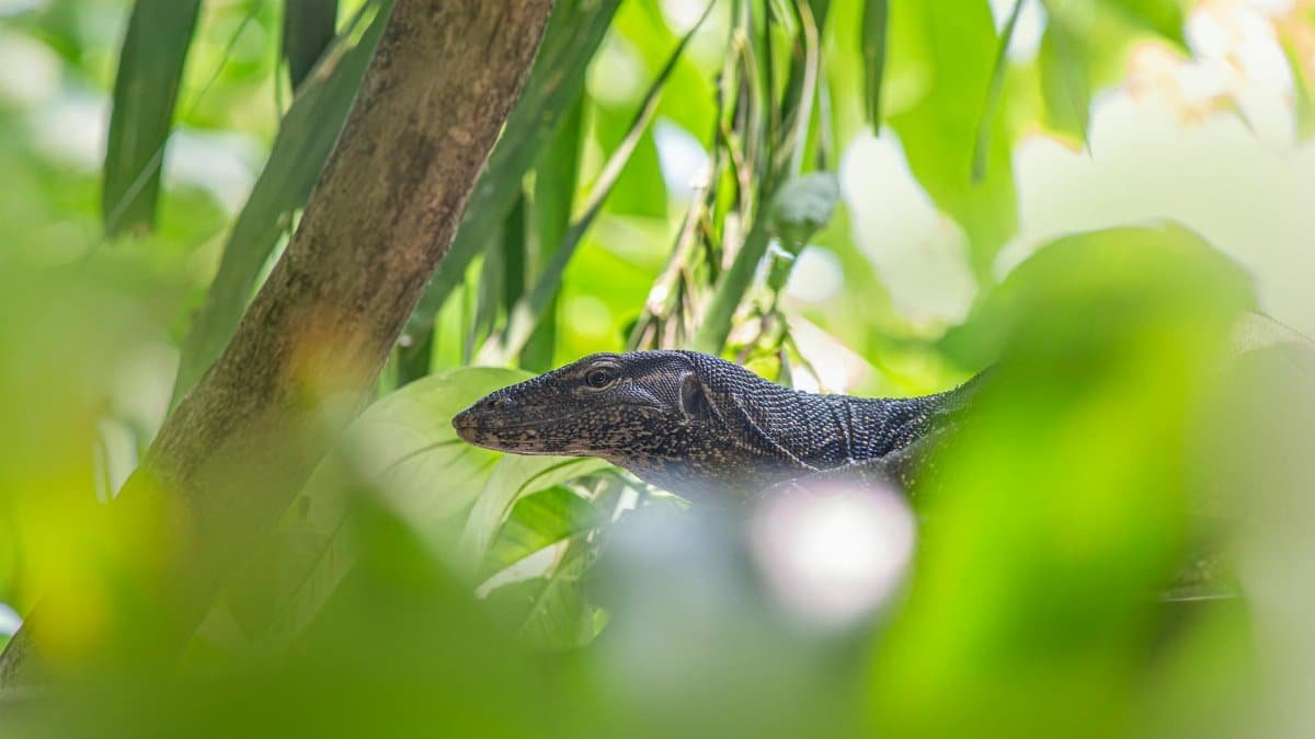 Asian water monitor lizard (Varanus salvator) amidst lush tropical greenery.