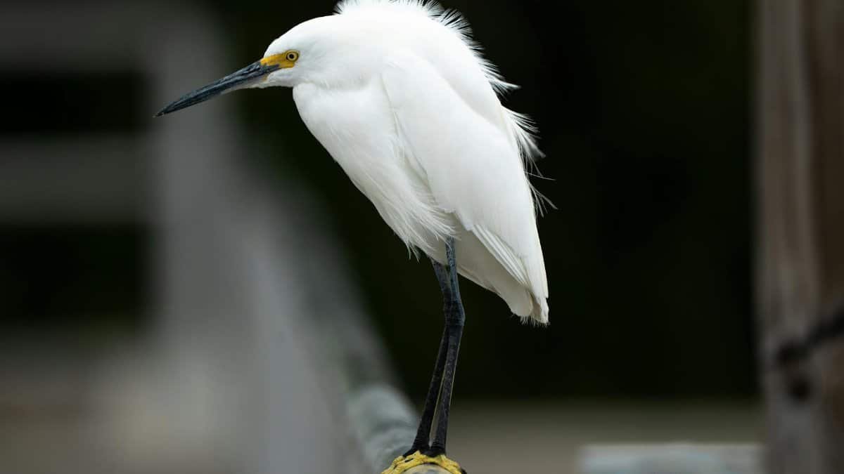 Close-up of a snowy egret perched on a rail in Florida, USA.