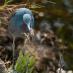 A heron skillfully hunts for shrimp in the waters of Sanibel, Florida. Captured in vivid detail.