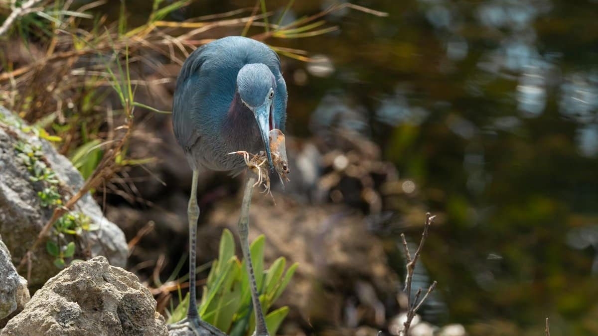 A heron skillfully hunts for shrimp in the waters of Sanibel, Florida. Captured in vivid detail.