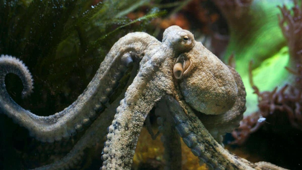 Close-up photo of an octopus in its aquatic environment showing detailed textures.