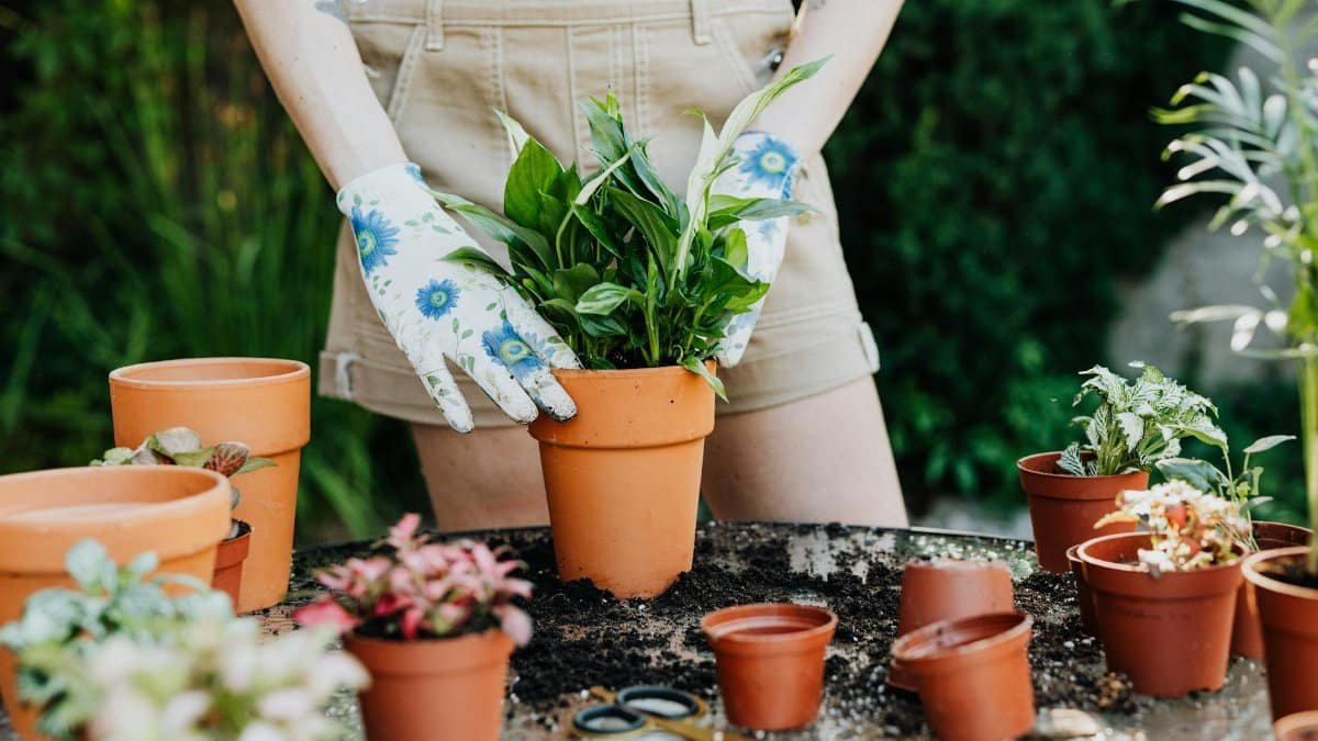 Person planting in clay pots on a sunny day with scattered soil and gardening gloves.