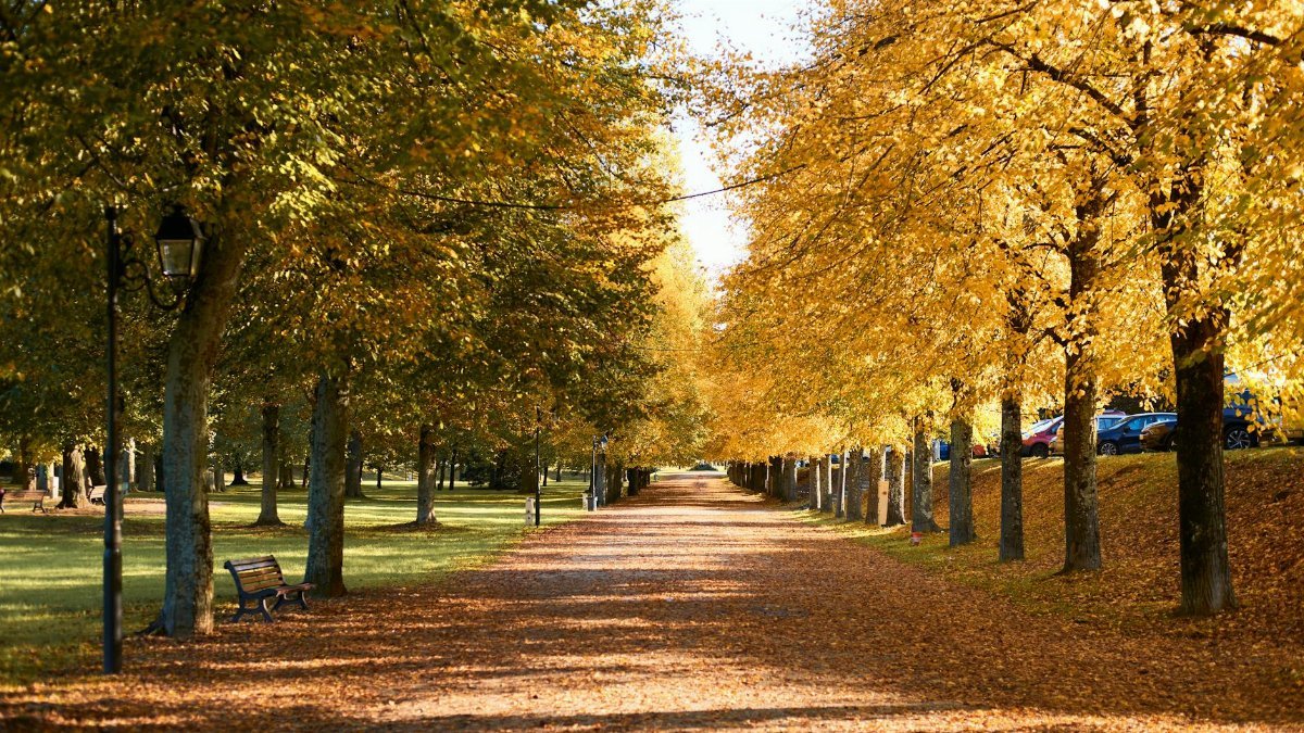 A serene tree-lined path with autumn foliage in Montereau-Fault-Yonne, France.