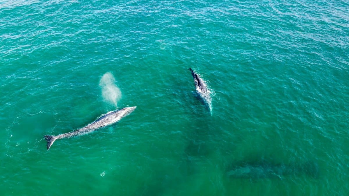 Aerial shot of gray whales swimming in turquoise waters off Todos Santos, Mexico.
