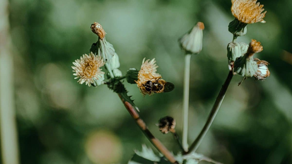 Black beetle eating pollen on blossoming flower growing on thick stalk in summer park