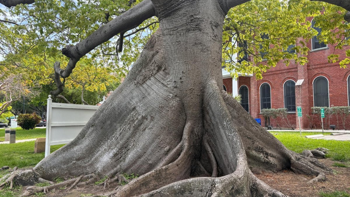 Large tree with spreading roots beside a brick building in Key West, Florida, showcasing nature's grandeur.