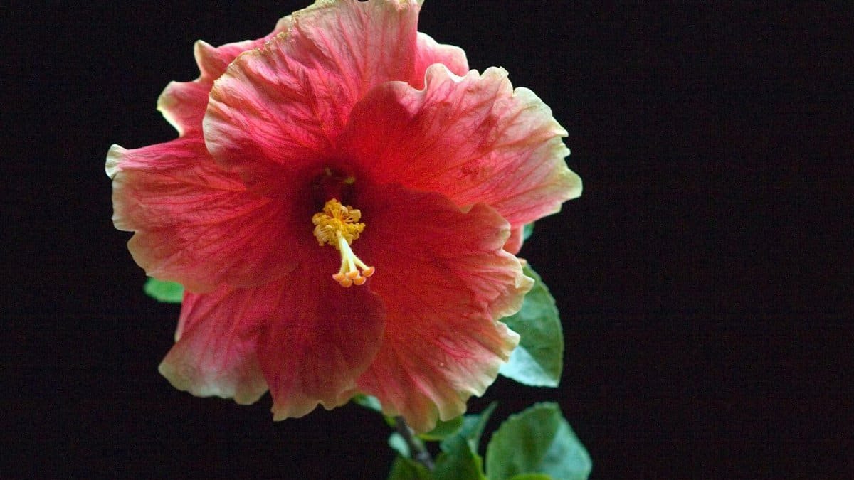 Close-up of a vibrant pink hibiscus flower with dark background.