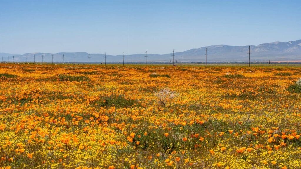 Vibrant poppy field in Lancaster, California during spring superbloom.