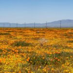 Vibrant poppy field in Lancaster, California during spring superbloom.
