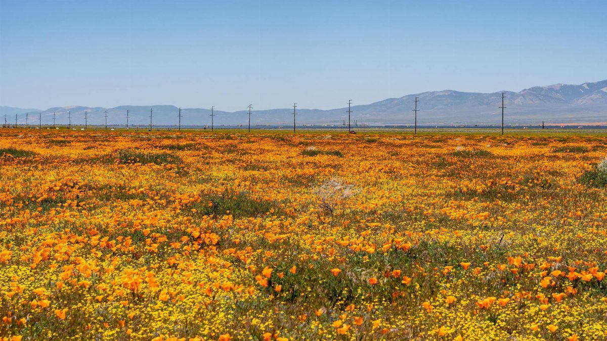 Vibrant poppy field in Lancaster, California during spring superbloom.