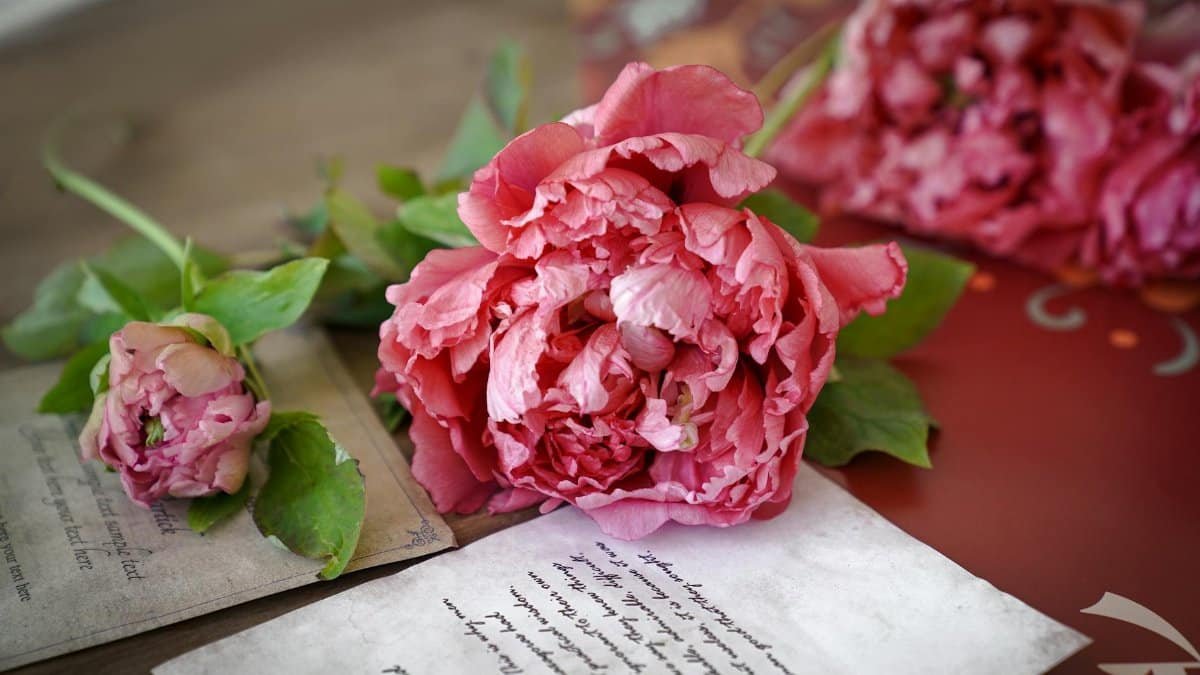Close-up of pink peonies on vintage letters, creating a romantic and nostalgic atmosphere.