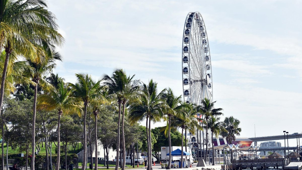 Ferris wheel near palm-lined waterfront in Miami, capturing a sunny day scene.