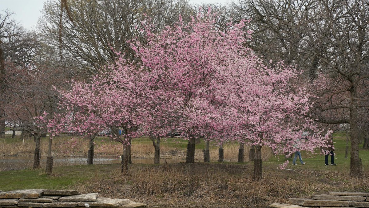 Captivating cherry blossoms in full bloom by a serene park pond in Chicago, showcasing spring's beauty.