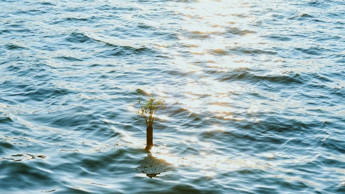 A single plant growing in a sunlit ocean scene, symbolizing hope and resilience.