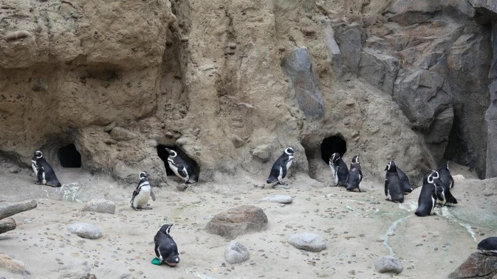Group of Magellanic penguins nesting in rocky cave habitat at Lisbon Zoo.