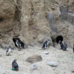 Group of Magellanic penguins nesting in rocky cave habitat at Lisbon Zoo.