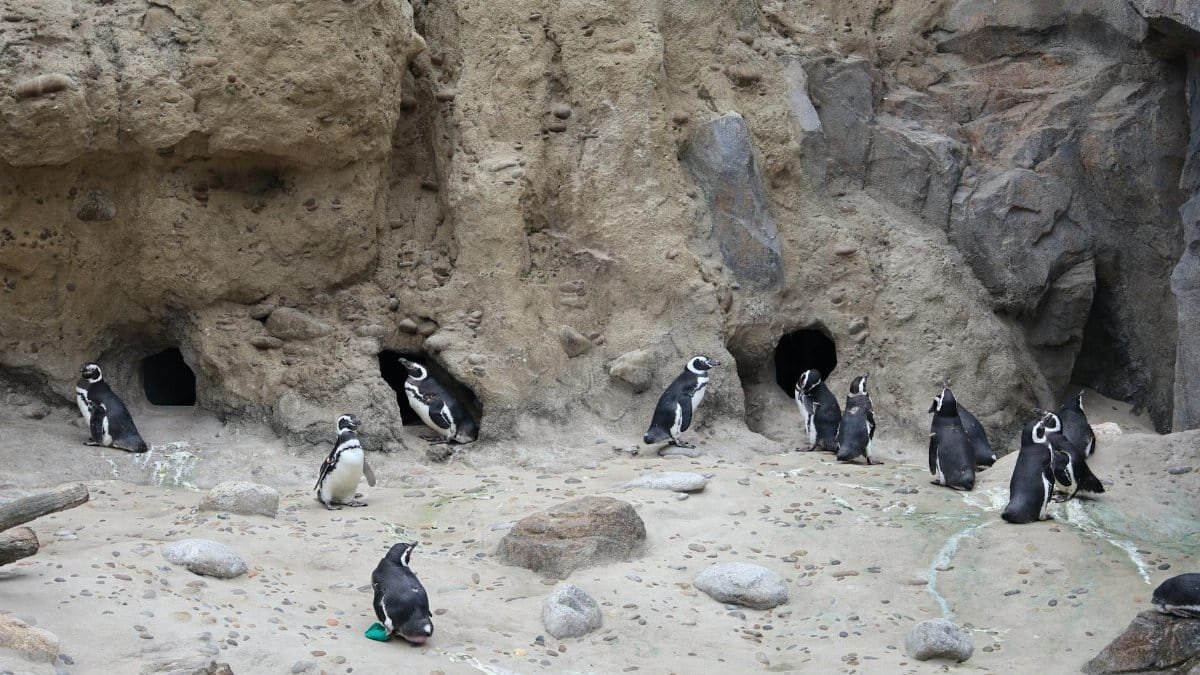 Group of Magellanic penguins nesting in rocky cave habitat at Lisbon Zoo.