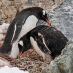 Two Gentoo penguins building a nest on a rocky, snow-covered Antarctic landscape.