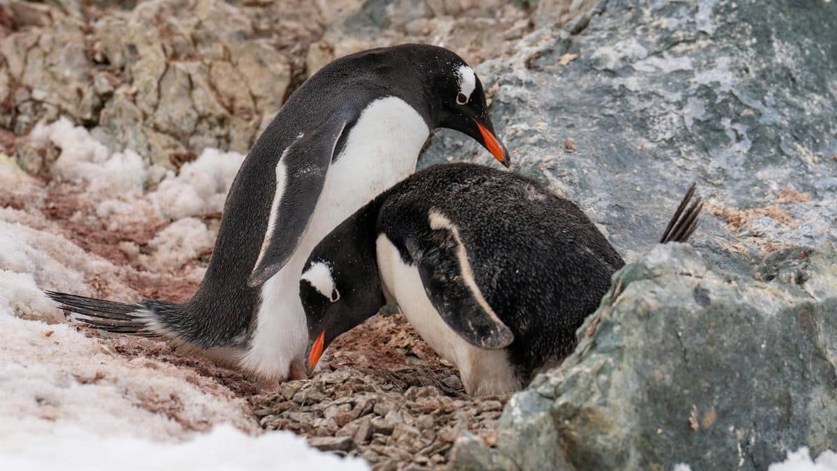 Two Gentoo penguins building a nest on a rocky, snow-covered Antarctic landscape.