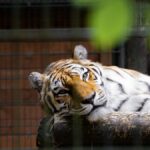 A Bengal tiger rests in a zoo enclosure in Gdańsk, captured in a candid portrait.