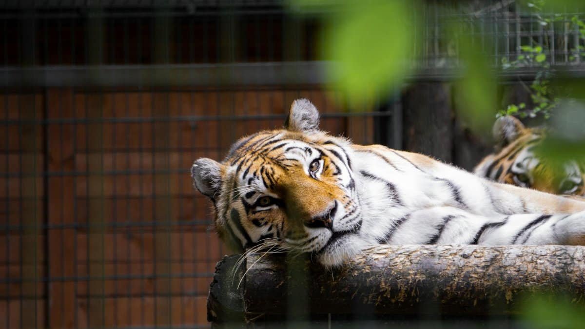 A Bengal tiger rests in a zoo enclosure in Gdańsk, captured in a candid portrait.