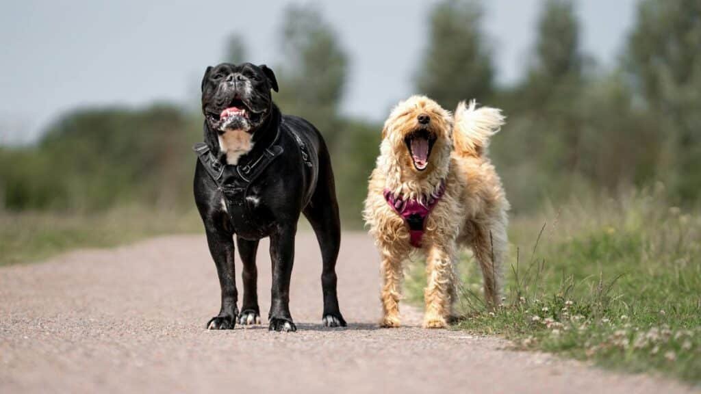Two joyful dogs on a walk along a sunny country path, enjoying the outdoors.