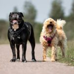 Two joyful dogs on a walk along a sunny country path, enjoying the outdoors.