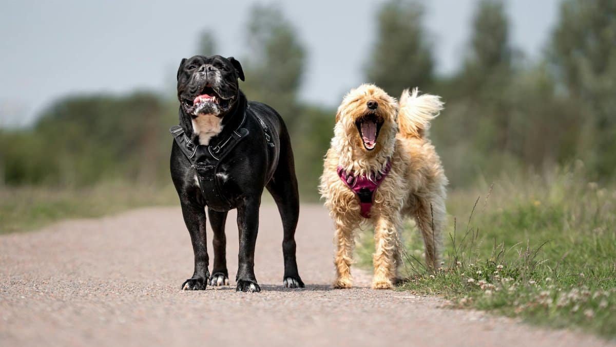 Two joyful dogs on a walk along a sunny country path, enjoying the outdoors.