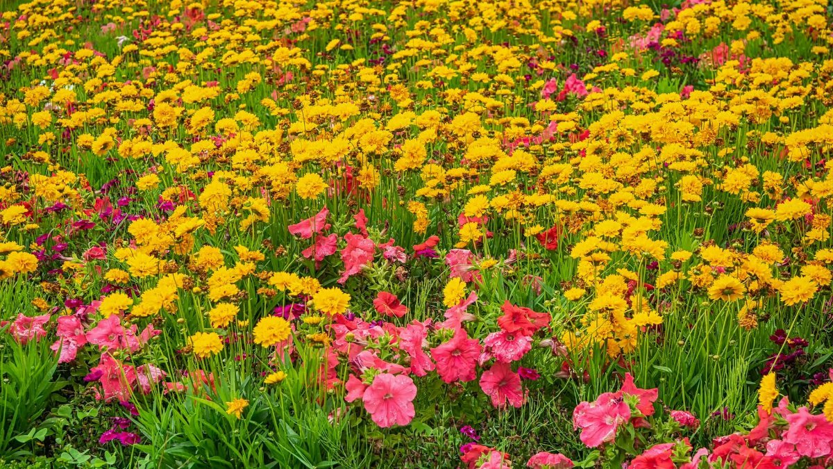 A beautiful field of yellow daisies and pink petunias in full bloom, showcasing nature's vibrant colors.