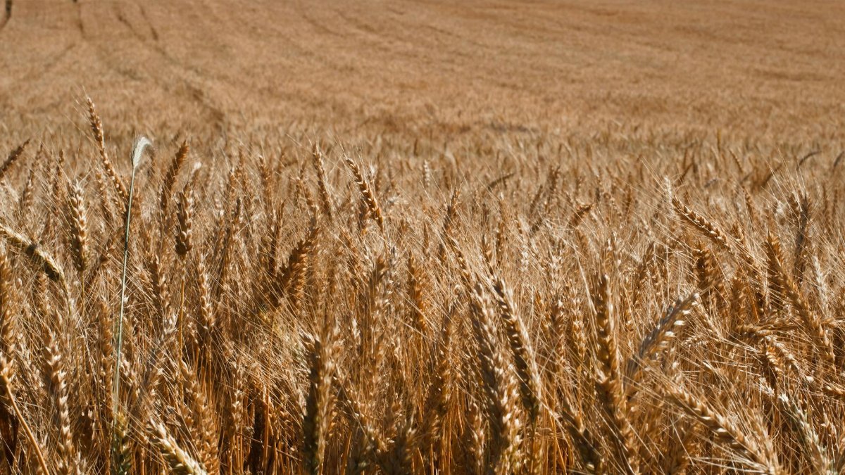 A vast field of golden wheat captured under the bright summer sun, showcasing rural agriculture.