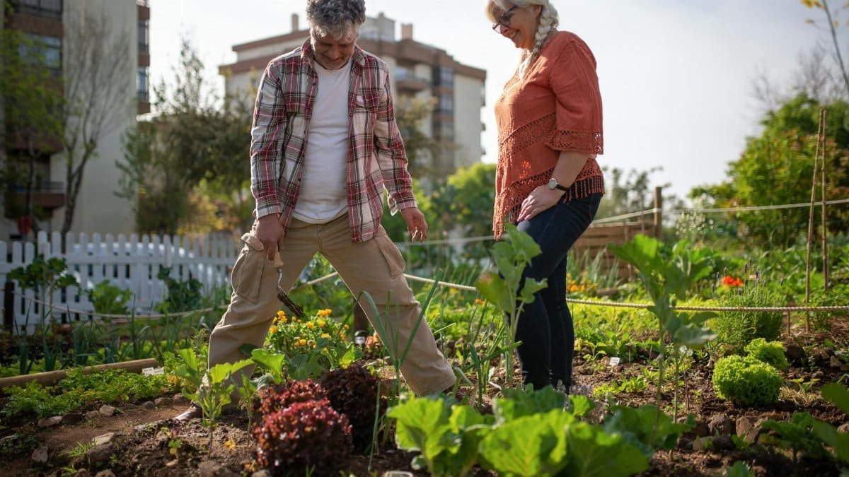 Elderly couple gardening together in an outdoor vegetable garden in Portugal.