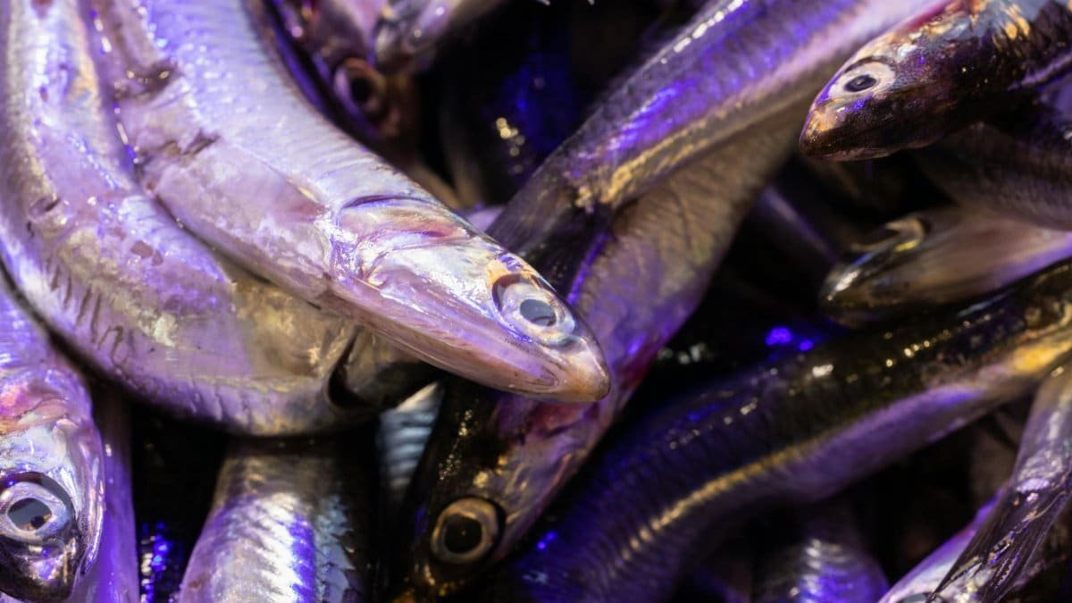Close-up of fresh raw fish at a vibrant seafood market, perfect for culinary and health themes.