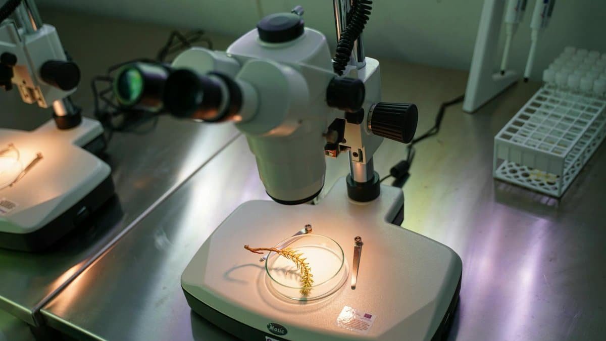 Microscopes with biological samples in a laboratory setting, showcasing science in action.