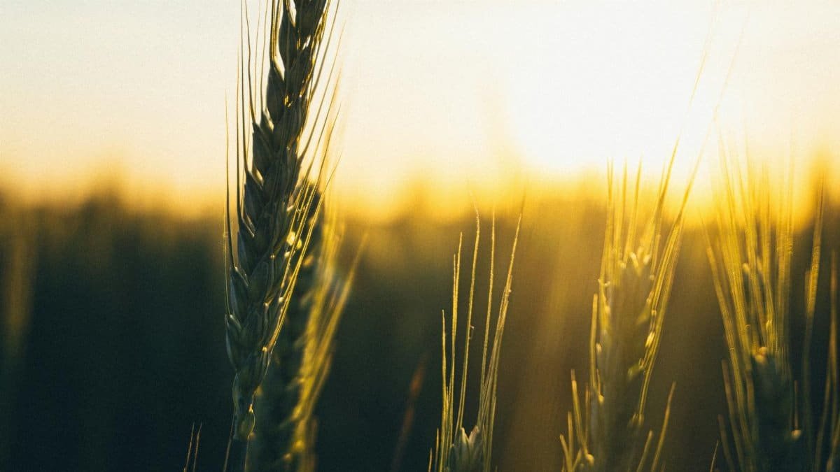 A serene close-up of wheat stalks silhouetted against a vibrant sunset.