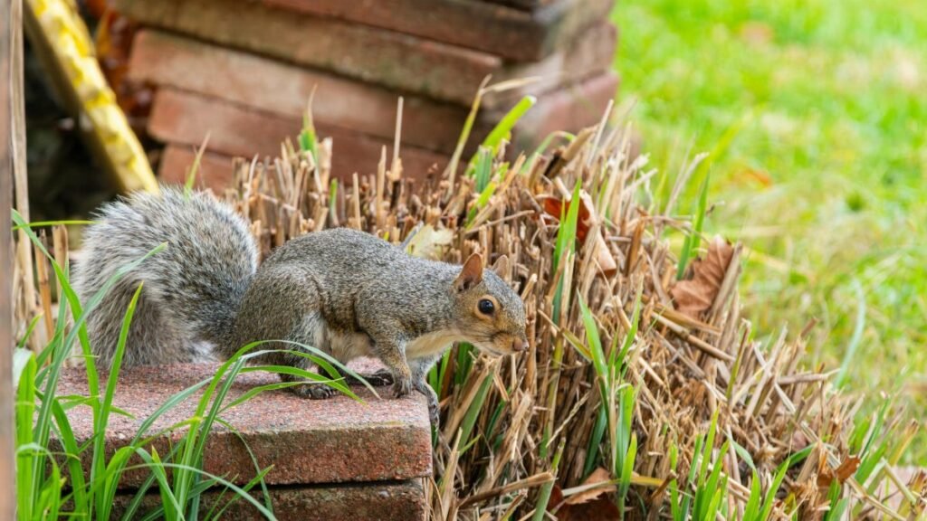 Gray squirrel on garden bricks in Canonsburg, Pennsylvania.