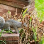Gray squirrel on garden bricks in Canonsburg, Pennsylvania.