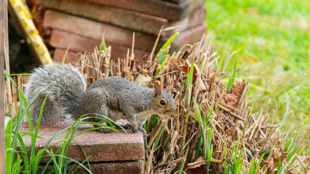 Gray squirrel on garden bricks in Canonsburg, Pennsylvania.
