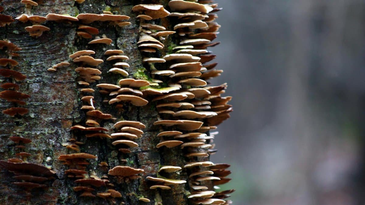 Detailed image of mushrooms growing on tree bark in Upper Black Eddy, capturing natural textures.
