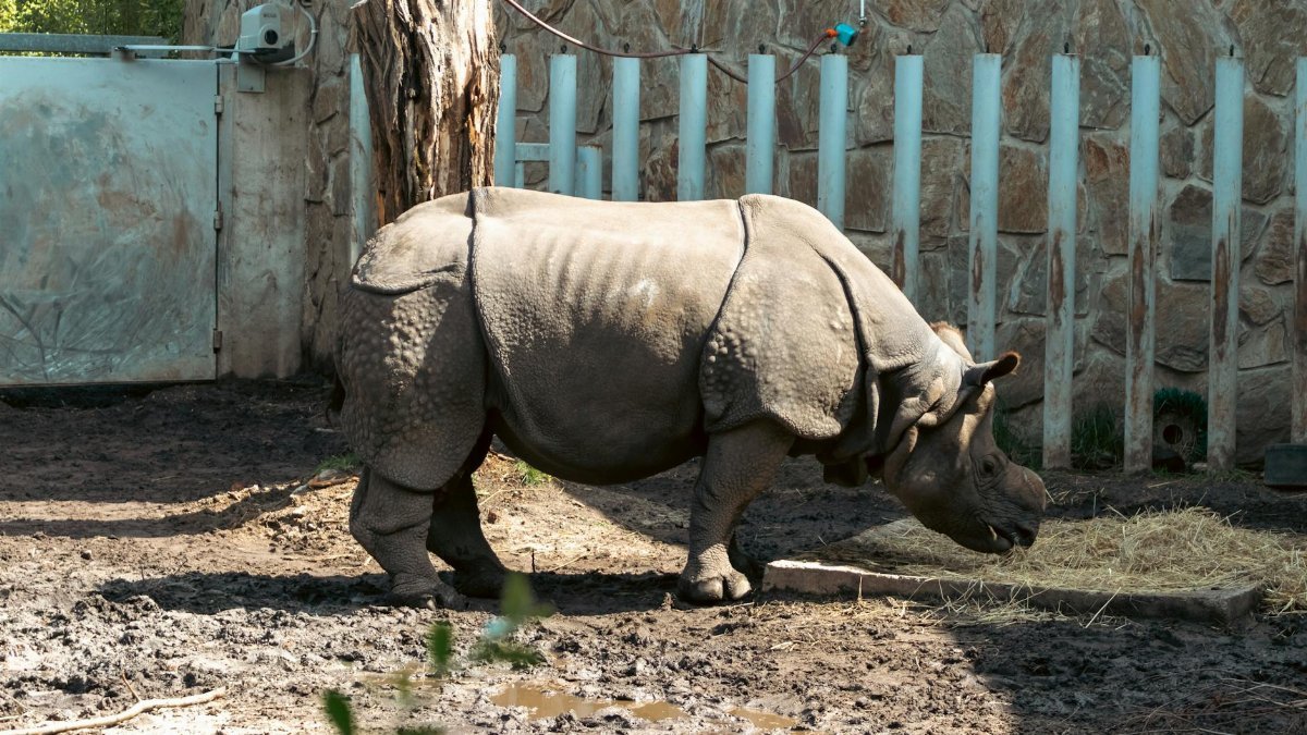 Indian rhinoceros feeding in a naturalistic zoo habitat in Wrocław, Poland.