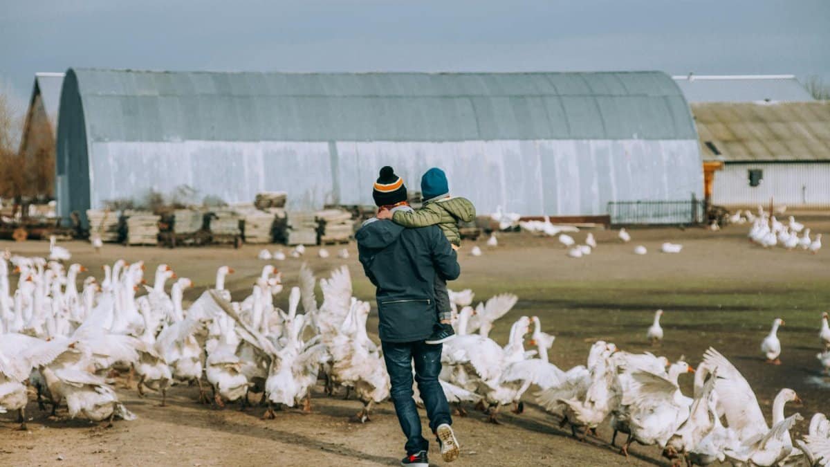 A father carrying his child through a flock of geese on a rural farm setting, capturing family and nature.