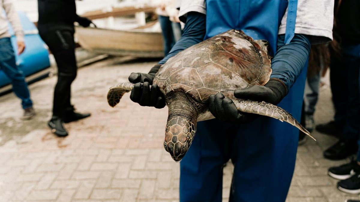 A rescue worker handling a sea turtle during an outdoor conservation effort.