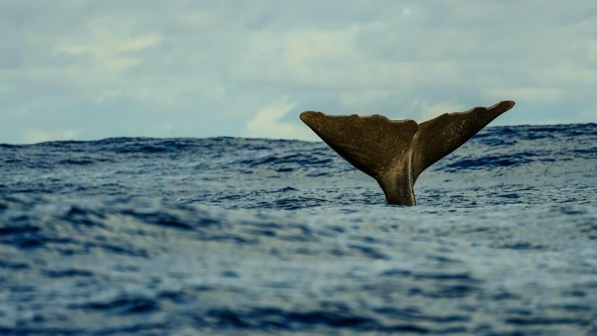 A majestic whale tail breaking the ocean's surface, showcasing marine wildlife's beauty.