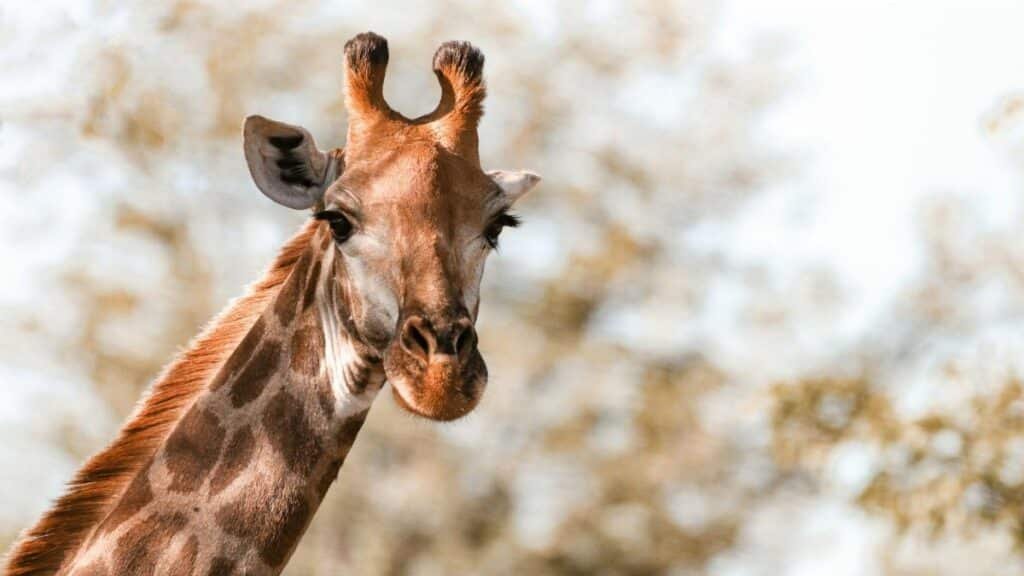 A giraffe gazes into the camera in the wild setting of Kruger National Park, South Africa.