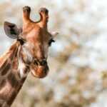 A giraffe gazes into the camera in the wild setting of Kruger National Park, South Africa.