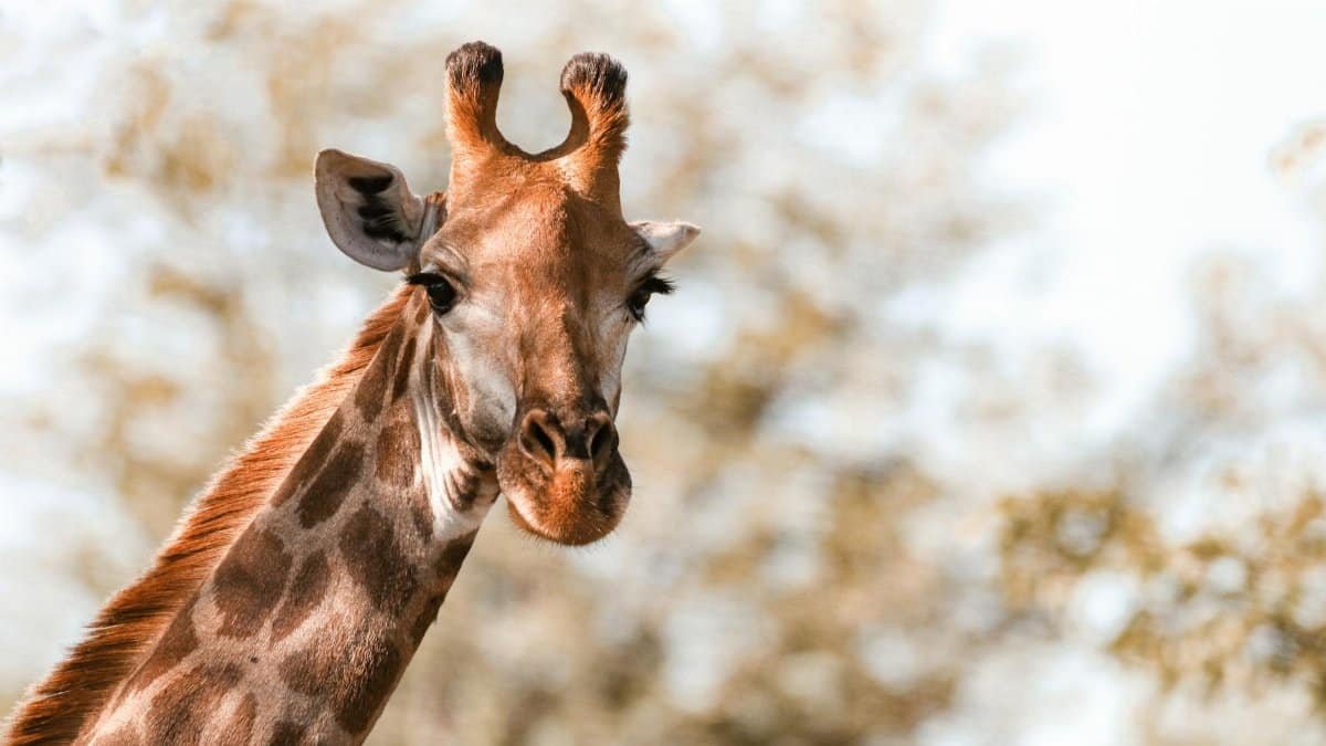 A giraffe gazes into the camera in the wild setting of Kruger National Park, South Africa.