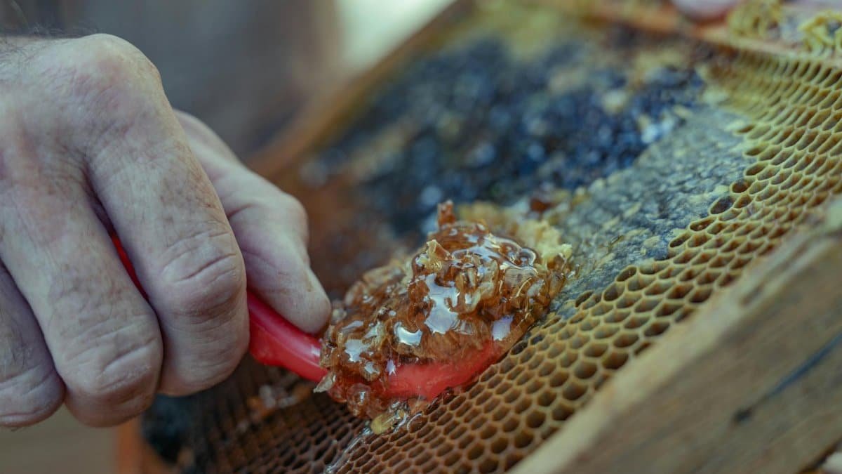 Close-up of honey collection from honeycomb in Damascus, showcasing traditional beekeeping techniques.