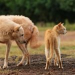 A dog and a cat standing together outdoors, showcasing natural pet friendship.