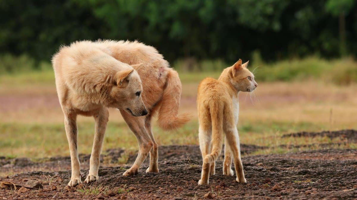 A dog and a cat standing together outdoors, showcasing natural pet friendship.