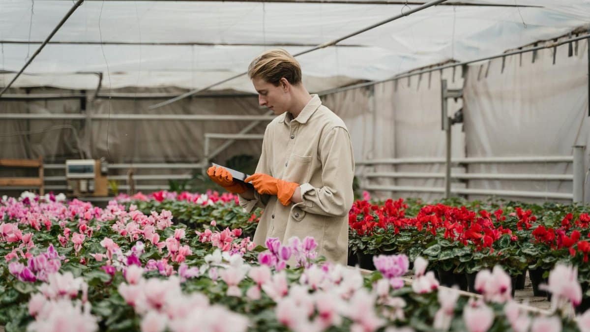 A horticulturist wearing gloves inspects vibrant flowers in a greenhouse.